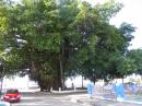 Huge spectacular tree in Cienfuegos: Huge spectacular tree in Cienfuegos